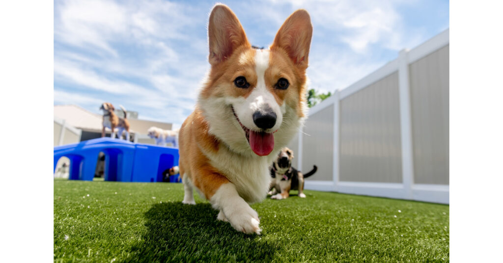 k9 resorts opens first location in nyc.jpg