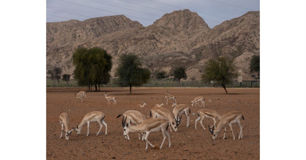 mleiha arabian sand gazelle.jpg